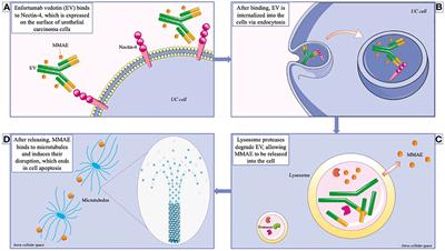 Enfortumab vedotin in metastatic urothelial carcinoma: the solution EVentually?